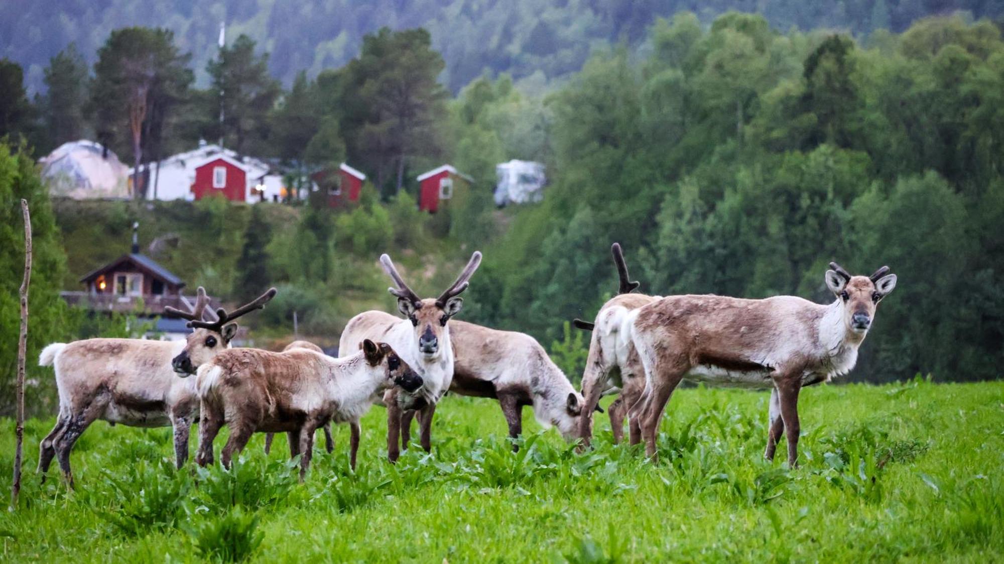 Вілла Norwegian Wild Brygghaugen Екстер'єр фото